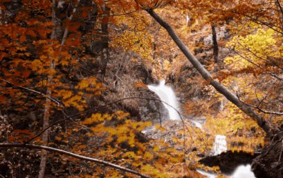 Turistička organizacija Brus